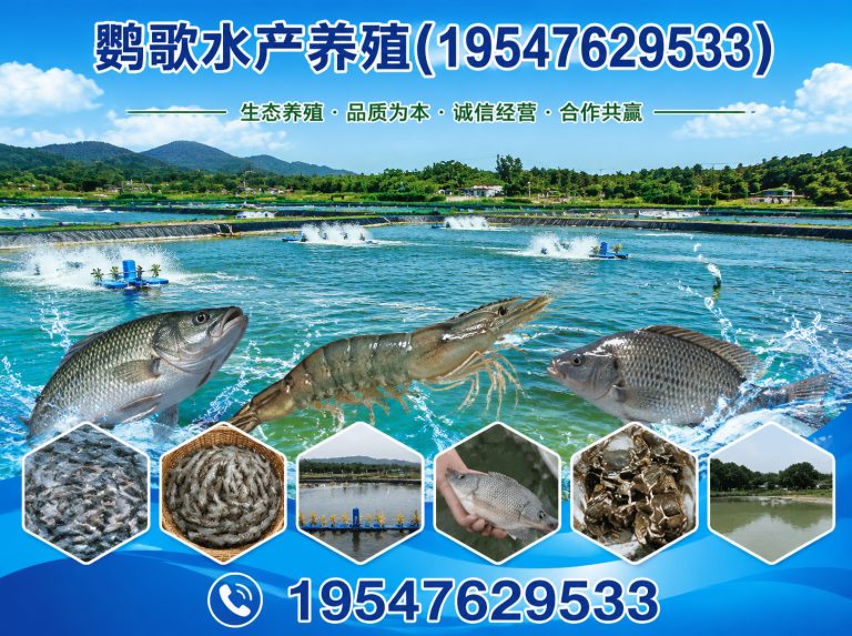 双流区鹦鹉养殖公司展示图