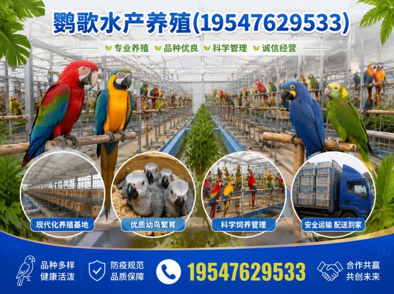 双流区西南鹦鹉品牌展示图