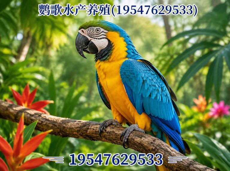 双流区合规鹦鹉养殖展示图
