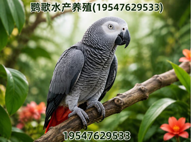 双流区鹦歌水产养殖展示图